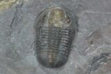 Gerastos Trilobite - Jorf, Morocco #66901-4